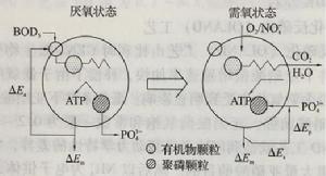 圖1 聚磷菌釋放和吸收磷的代謝過程