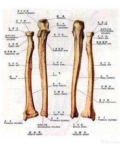 前臂尺骨