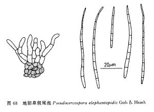 地膽草假尾孢