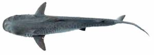 短體光尾鯊