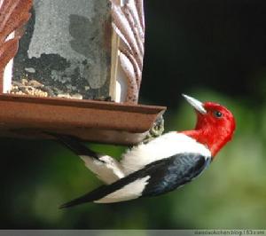 紅冠啄木鳥