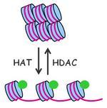 組蛋白去乙醯化酶