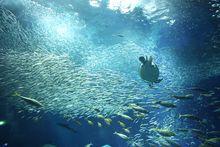 大洗町水族館