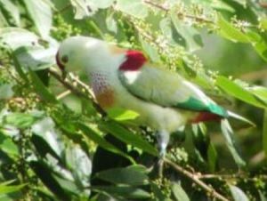 銀肩果鳩