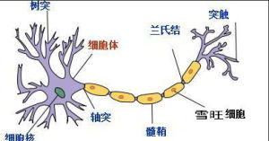 神經元