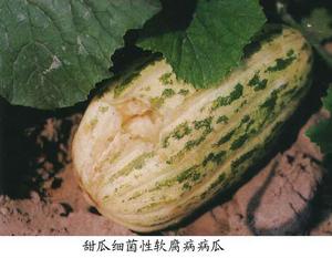 甜瓜細菌性軟腐病 甜瓜細菌性軟腐病