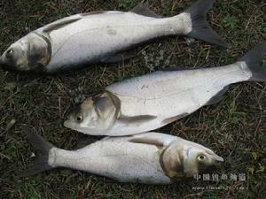 鰱魚