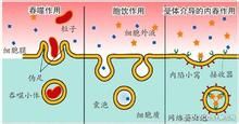 胞吞作用