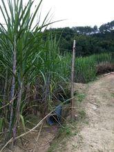 西湖村[福建省將樂縣黃潭鎮西湖村]