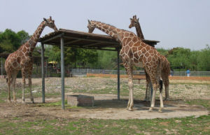 寧波雅戈爾動物園 