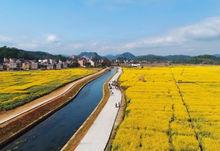 富林油菜花基地