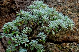 芙蓉菊根 芙蓉菊根