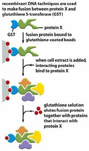 GST pull-down assay