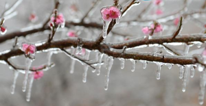 雪花構