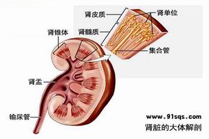 糖尿病腎臟病變