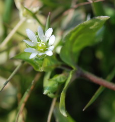 （圖）繁縷花