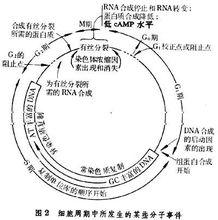 細胞周期