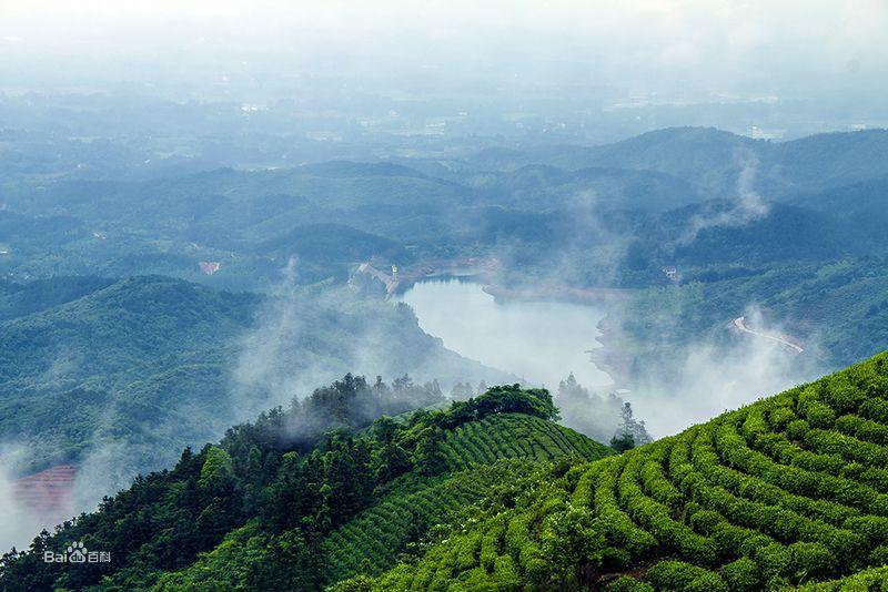 茶園風景區