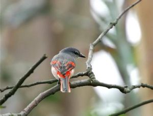 粉紅山椒鳥