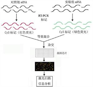 晶片核酸擴增技術