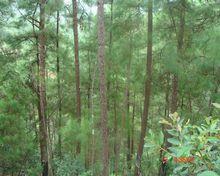 桃子樹自然村[雲南普洱景谷縣永平鎮柳安村委桃子樹自然村]