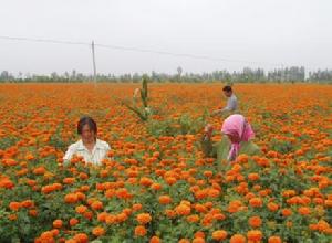 一條山鎮