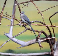 藍枕鼠鳥