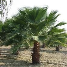 巨掌棕櫚