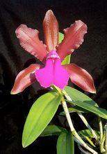 Cattleya bicolor