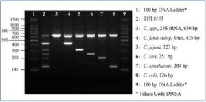 多重PCR