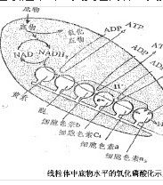 氧中毒