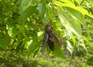 棕馬蜂