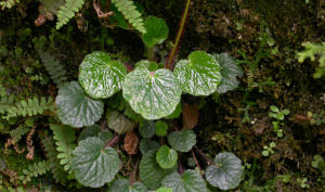 小剛毛虎耳草