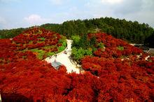 五洲園·紅楓雲頂