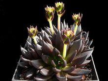 Echeveria affinis 古紫