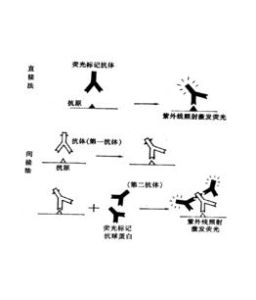 免疫標記技術