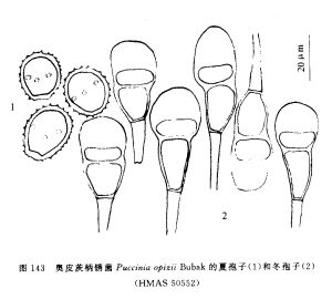 奧皮茨柄鏽菌