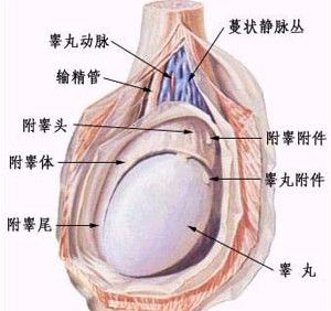 陰囊炎性癌