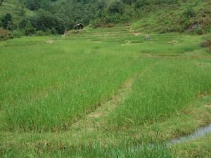 黑河村[雲南省德宏州盈江縣卡場鎮黑河村]