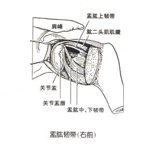 盂肱韌帶