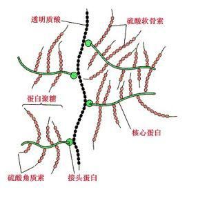 皮膚中的作用