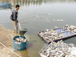 （圖）養魚