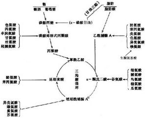 生酮胺基酸可轉變成乙醯輔酶A或乙醯乙酸