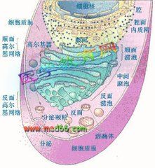 《細胞器》