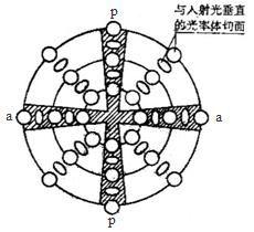 黑十字消光圖案