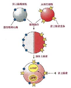 乙醯化