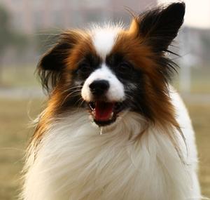 Papillon dog