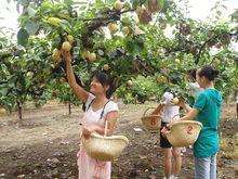 (小豐村北)濱河生態公園果蔬採摘活動