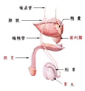 男性不育症