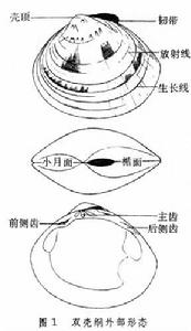 雙殼綱